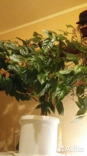 Гибискус китайская роза