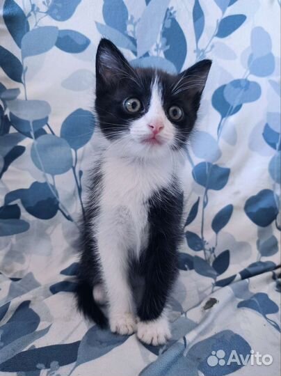 Очень милый игривый котенок мальчик