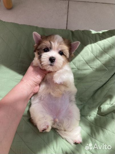 Бело золотая кукольная девочка