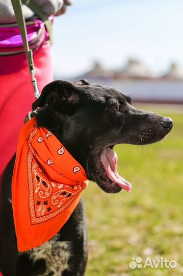Спасите собаку из приюта
