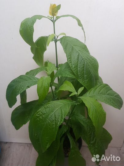 Пахистахис