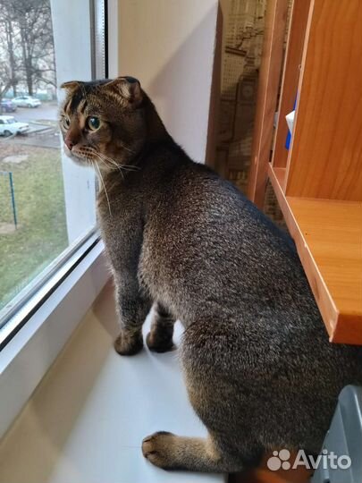 Передержка кошек