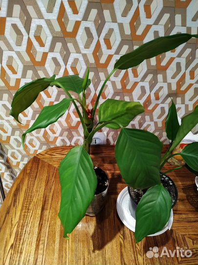 Аглаонема стыдливая