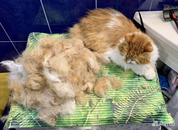 Груминг. Уход за кошками и собаками