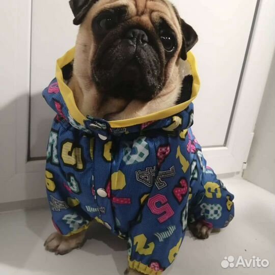 Пошив одежды для собак