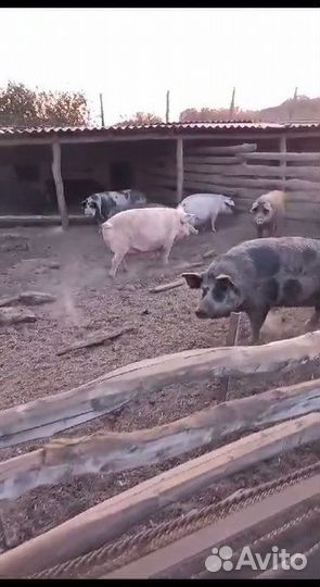 Свиноматки и самец ландрас