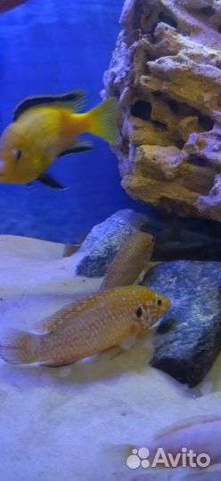 Хромис красавец