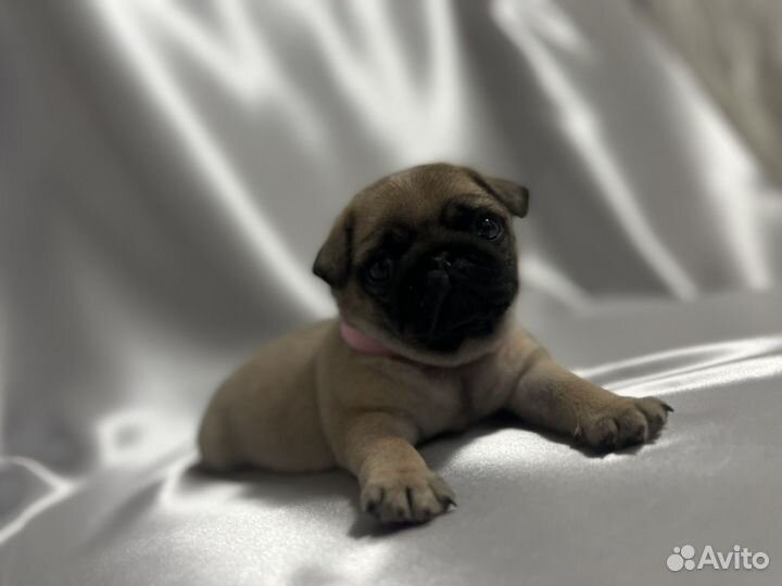 Щенки мопса РКФ