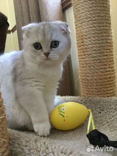 Британский котенок