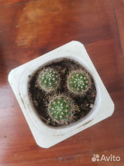 Кактусы и суккуленты