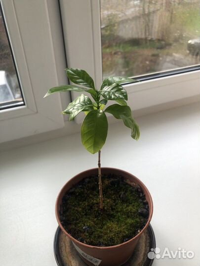 Кофе арабика в горшке