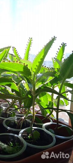 Каланхоэ лечебное