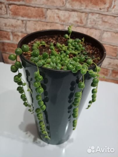 Суккуленты