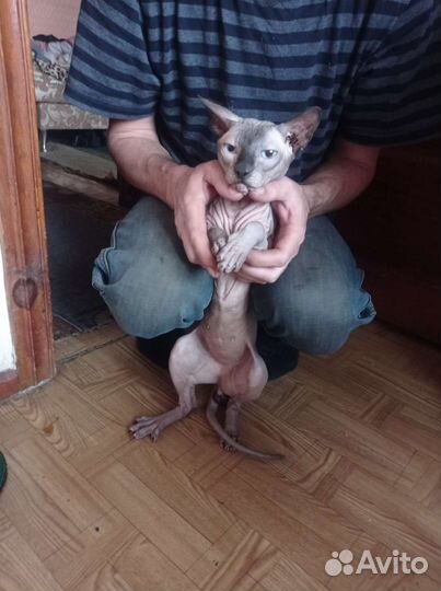 Сфинкс вязка