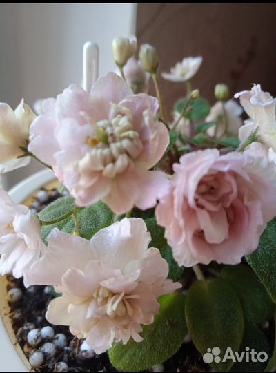 Фиалка трейлерные сорта