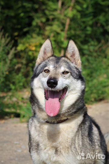 Собака в добрую семью