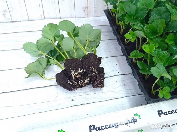 Рассада клубники. Фриго предзаказ на весну