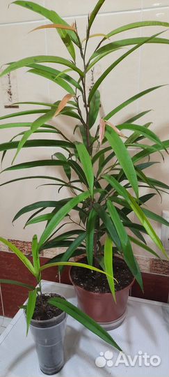 Бенджамина разные