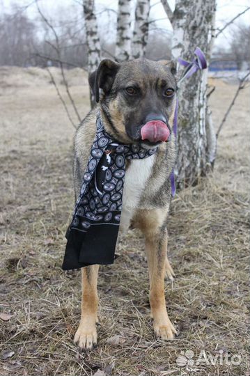 Добби-янтарные глазки, мягкие ушки ищет дом