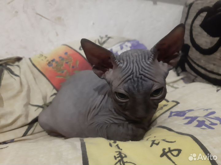 Канадский сфинкс