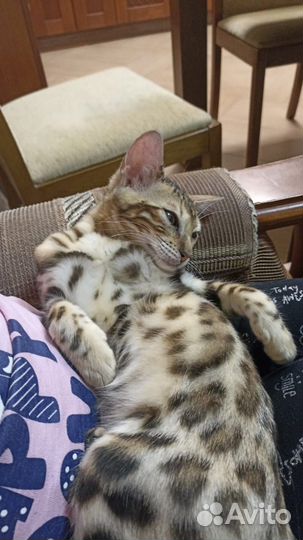 Бенгальская кошка