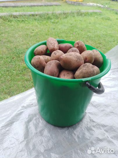 Картофель 2023