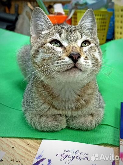 Европейская