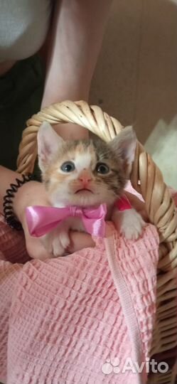 Кошки в добрые руки