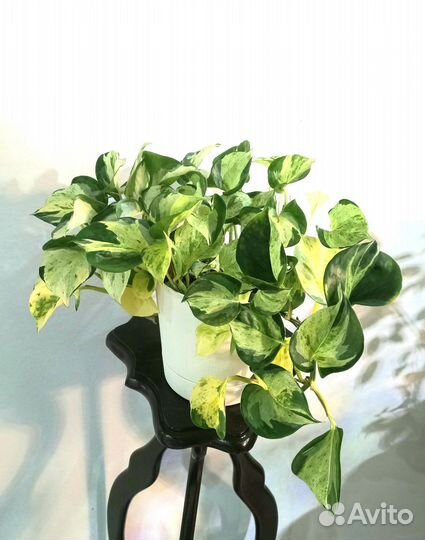 Сциндапсусы и эпипремнумы