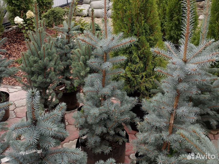 Ель голубая