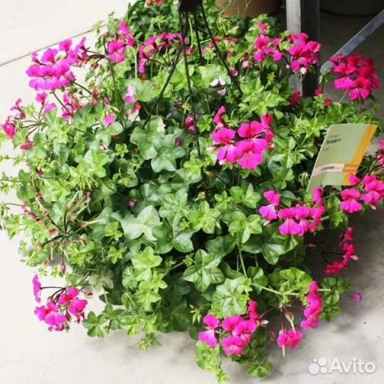 Пеларгония