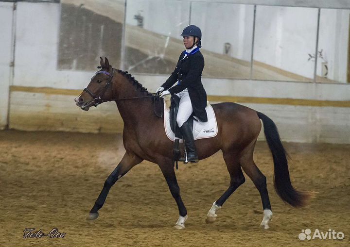 Жеребец тракен