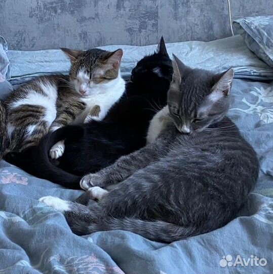 Кот мышелов