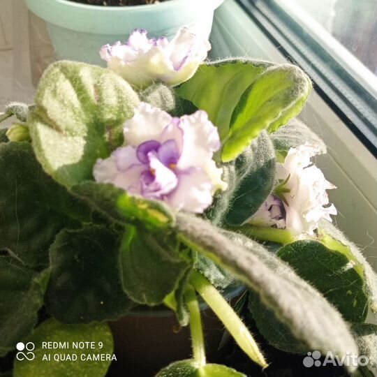 Сортовые фиалки