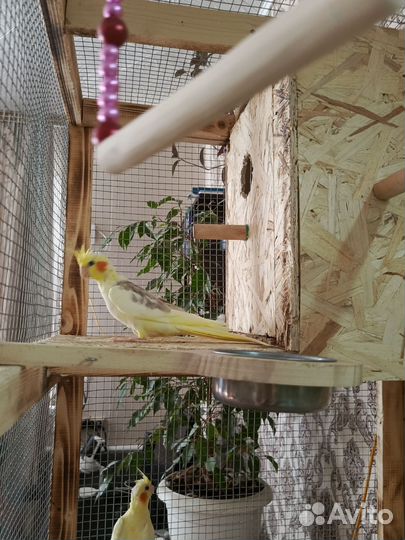 Попугай корелла птенец