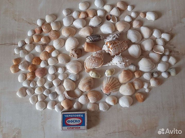 Набор ракушек