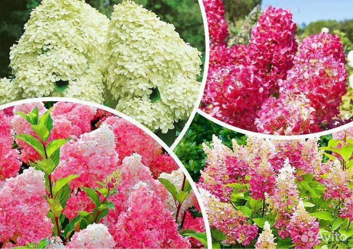 Черенки укоренённые метельчатых гортензий