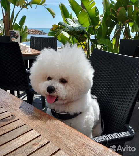 Вязка, Бишон Фризе