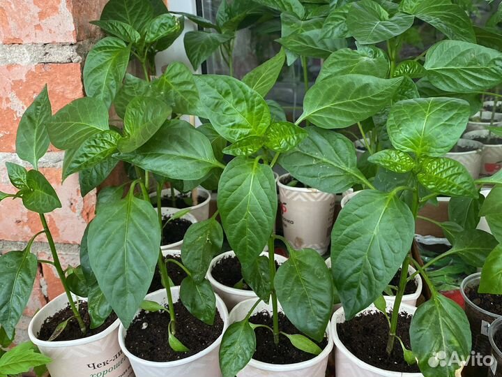 Рассада помидор и перцев