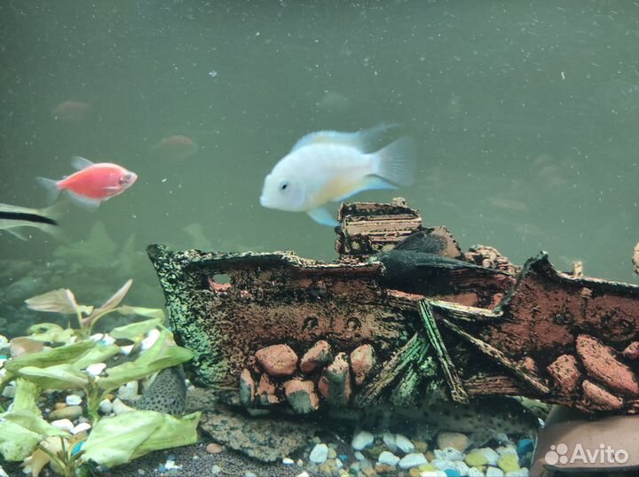 Чернополосые цихлозомы пара (альбиносы)