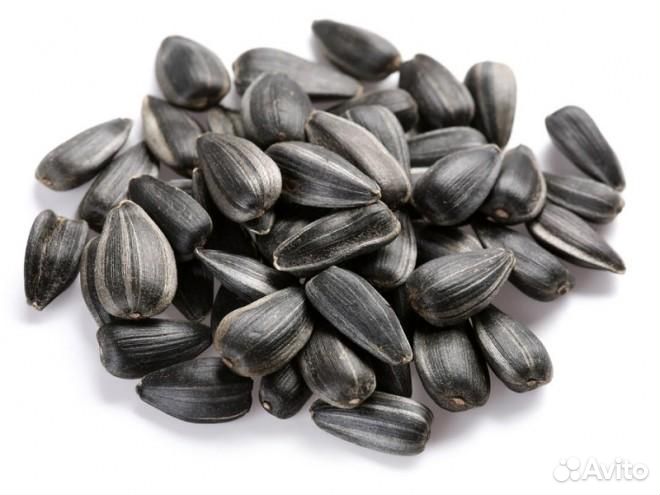 Семечки подсолнечника птичка