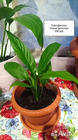 Спатифиллум 