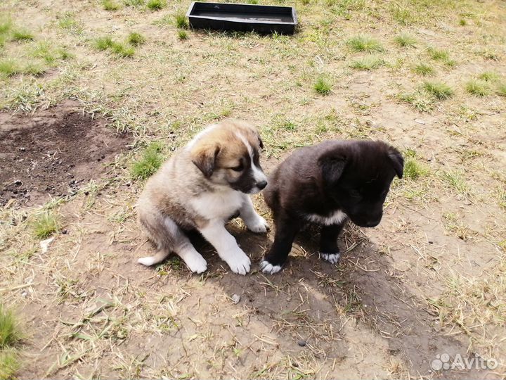 Продам щенков. В хорошие руки