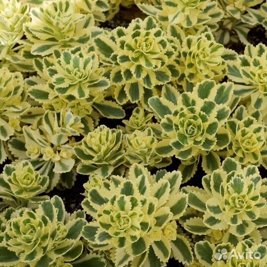 Почвопокровные растения, суккуленты многолетние