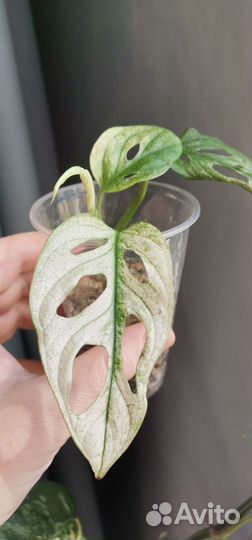 Монстера Адансона вариегатная