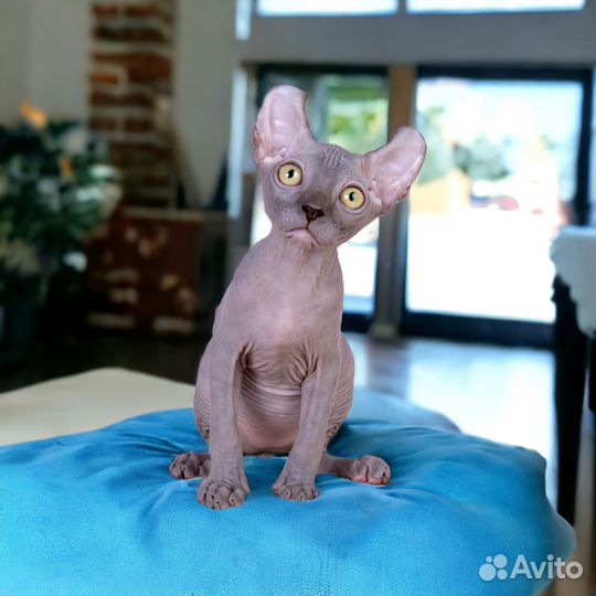 Эльф сфинкс мальчик