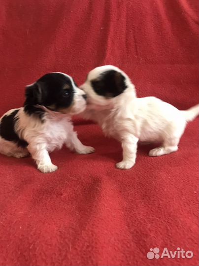 Щенки бивер йорка