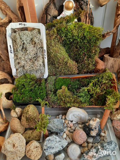 Мох, коряги, папоротник, камни