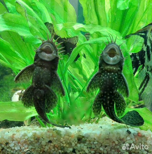 Скалярии, анциструсы