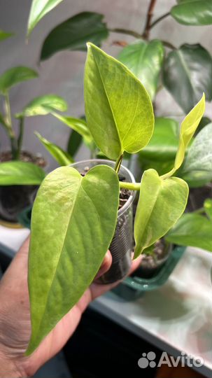 Комнатные цветы